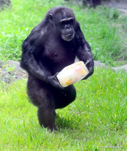 Taipei Zoo Gives Animals Special Cooling Treats Global Times