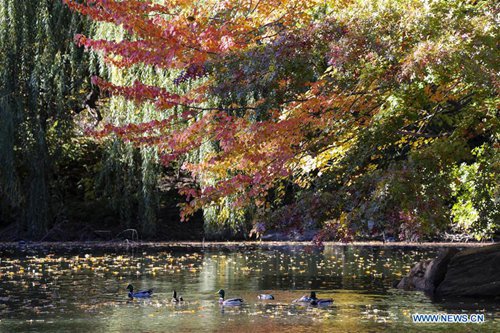Ducks are seen in a lake at the Central Park in New York, the United States, Nov. 4, 2016. As autumn comes, the colorful autumn leaves bring the park a beautiful scenery. (Xinhua/Wang Ying) 