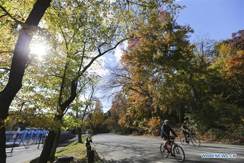 People ride bikes at the Central Park in New York, the United States, Nov. 4, 2016. As autumn comes, the colorful autumn leaves bring the park a beautiful scenery. (Xinhua/Wang Ying) 
