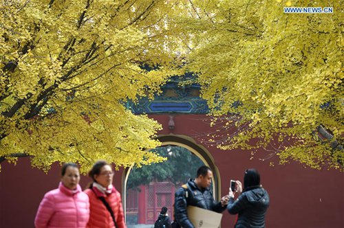 People visit the gingko trees at the Zhongshan Park in Beijing, capital of China, Nov. 10, 2016. (Xinhua/Ju Huanzong)