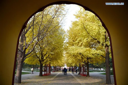 People visit the gingko trees at the Zhongshan Park in Beijing, capital of China, Nov. 10, 2016. (Xinhua/Ju Huanzong) 