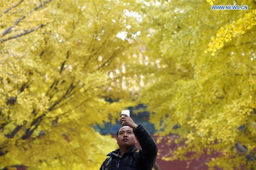 A visitor takes photos under the gingko trees at the Zhongshan Park in Beijing, capital of China, Nov. 10, 2016. (Xinhua/Ju Huanzong)   