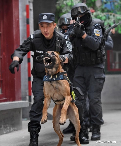 optocht raket Begrafenis Over 1,000 police dogs serve in criminal investigation in Beijing - Global  Times