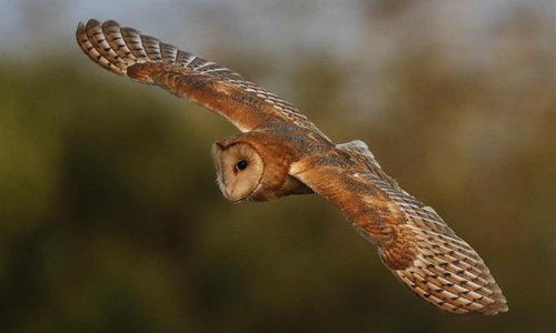 Barn Owl In Hayward Of California Us Global Times