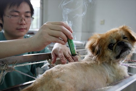 A veterinarian performs acupuncture and moxibustion on a dog. Photo: IC