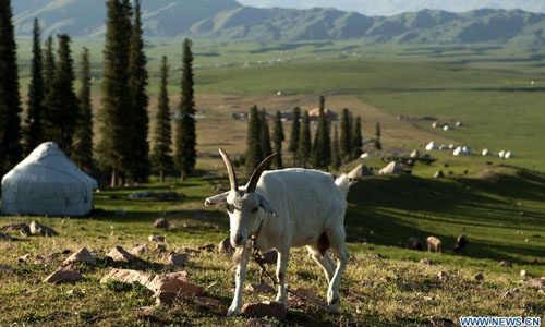 A lamb feeds on the Narat Grasslands in Xinyuan county, northwest China's Xinjiang Uyghur Autonomous Region, August 21, 2012. Photo: Xinhua