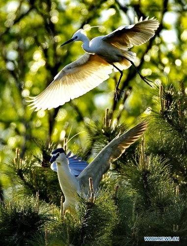 White egrets are seen at the Tianmahu scenic resort in Qinhuangdao City of north China's Hebei Province, May 5, 2013. (Xinhua/Yang Shiyao)