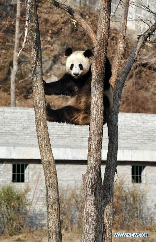 Three-year-old female Giant Panda 