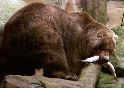 Brown bear(Photo source:gmw.cn)