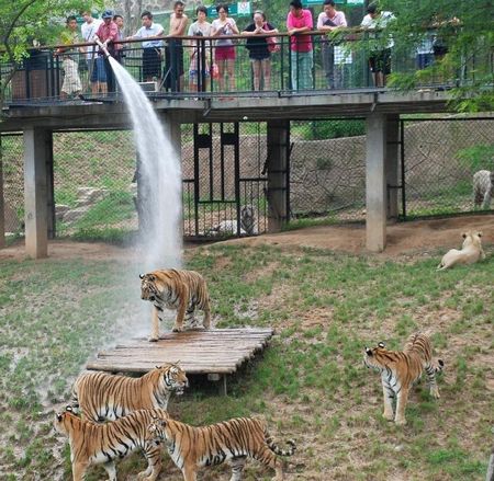 A zookeeper jets water to a crowd of tigers, helping them avoid a sustained hot weather in Dalian Forest Zoo of Dalian city, Northeast China's Liaoning Province, August 13, 2012. Photo: Xinhua