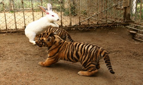 Zookeepers found that baby white rabbits are wilder than young lions, leopards and tigers on after the rabbits beat them in fights on Tuesday at a zoo in Qingdao, Shandong Province. Photo: CFP