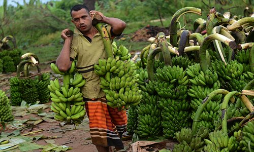 A Sri Lankan laborer unloads bananas at a banana market in Sevanagala, some 120 kilometers southeast of Colombo, on Tuesday. Sri Lanka's economy grew by more than 8 percent per year over the first two full years after security forces ended a war with Tamil Tiger rebels in May 2009. Photo: AFP