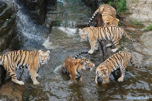 Tigers rest in the water to avoid a sustained hot weather in Dalian Forest Zoo of Dalian city, Northeast China's Liaoning Province, August 13, 2012. Photo: Xinhua
