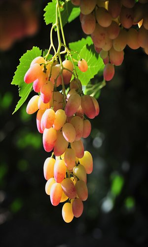 It is advisable to eat food such as chestnuts, grapes and caterpillar fungus during the shuangjiang solar period. Photos: CFP