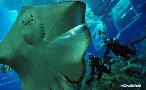 divers get close with marine animals in marine life park of