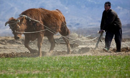 A farmer and his ox plough a field on Thursday in Jimo, Shandong Province. Following the spring equinox planting begins as China's central government said it will invest  1.3799 trillion yuan  ($220 billion) in agriculture, rural areas and farmers in 2013, according to China's Draft Central and Local Budgets for this year. Photo: CFP