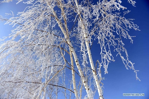 Photo taken on Jan. 10, 2013 shows rime scenery in Chonghu'er Township of Burqin County, northwest China's Xinjiang Uygur Autonomous Region. (Xinhua/Sadat)