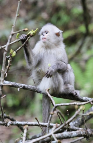 A Yunnan snub-nosed monkey is pictured in the Baima Snow Mountain Nature Reserve, Diqing Tibetan Autonomous Prefecture of Southwest China's Yunnan Province, May 14, 2013. With the steady improvement of local ecological environment, the population of the Yunnan snub-nosed monkeys have reached over 1,000. The monkey, on the country's top protection list, is one of the three types of endangered snub-nosed monkeys which make their home in Southwest China - Sichuan, Yunnan and Guizhou. The Yunnan monkey currently has a population of about 2,000, mainly in Diqing and part of neighboring Tibet Autonomous Region. (Xinhua/Liang Zhiqiang) 