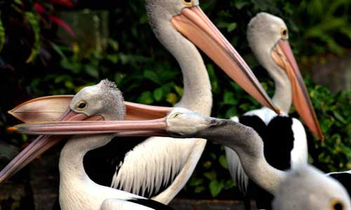 Australian Pelicans play at Ragunan Zoo in Jakarta, capital of Indonesia, on Oct. 13, 2012.