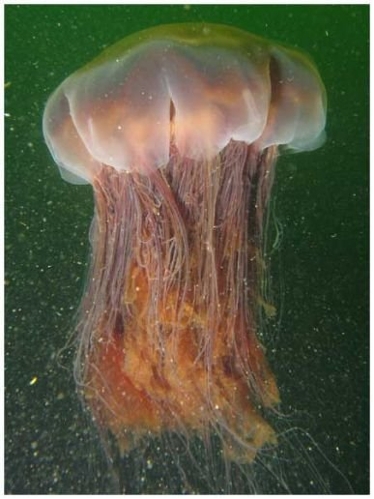 Jellyfish(Photo source:gmw.cn)