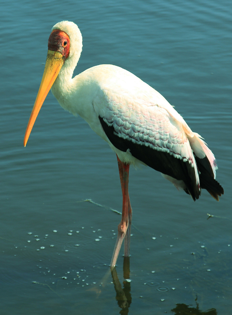 A stork stands in Lake Nakuru, Kenya on February 11, 2013. Photo: Zhu Liangliang/GT