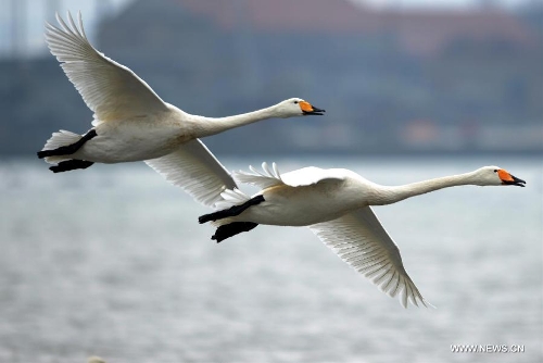 Whooper swans fly over sea surface in Rongcheng City, east China's Shandong Province, Feb. 2, 2013. Thousands of whooper swans flying from Siberia and Lake Baikal chose to spend winter in Rongcheng thanks to its comfortable ecological environment. (Xinhua/Li Ziheng)  