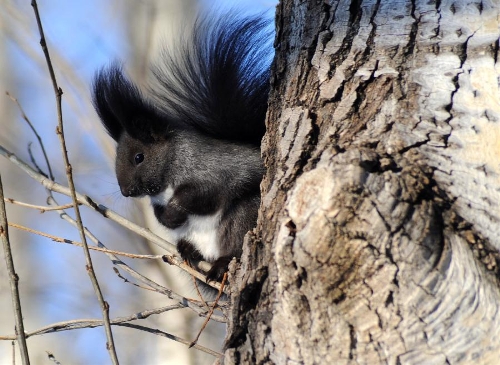  A grey squirrel plays at a botanical garden in Heihe City, northeast China's Heilongjiang Province, Jan. 12, 2013. The improved environment in Heihe offered wildlife a good place to live. (Xinhua/Qiu Qilong) 