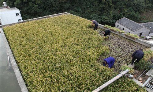 Four men harvest rice on a roof Thursday in Taizhou, East China's Zhejiang Province. The method can not only save farmland resources but also help with heat insulation. To ensure grain security, China set a 