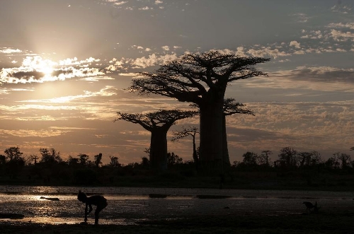 The photo taken on May 2 shows baobab trees at sunset in Mandabe, southwest Madagascar. Madagascar has six species of unique baobabs, most of them are listed as endangered by the World Conservation Union. (Xinhua/He Xianfeng) 