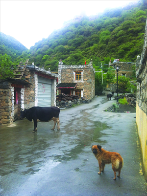 Newly built houses for Tibetan herdsmen in Songgang township, Barkam county, Sichuan Province  Photo: Zhang Yiqian/GT