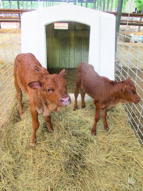 Two female GM cloned calves stand in their pen, the results of a breeding program to improve the taste of beef. Photo: Courtesy of Beijing University of Agriculture