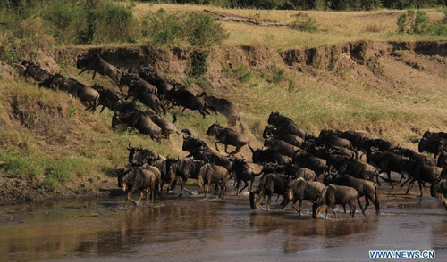 Masai Mara Migration