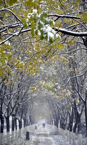 The solar term daxue heralds the beginning of falling temperatures. Photos: CFP 