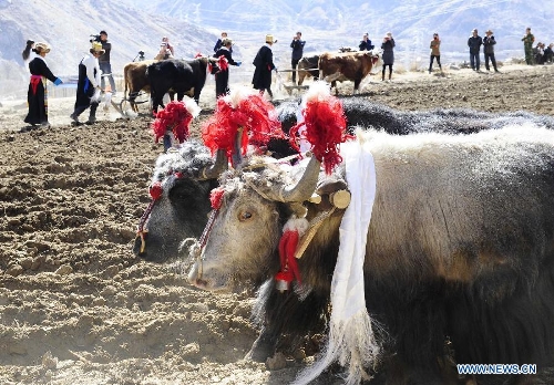 Farmers of the Tibetan ethnic group attend a ceremony to celebrate the starting of spring plowing at Weiba Village of Lhasa, capital of southwest China's Tibet Autonomous Region, March 16, 2013. (Xinhua/Liu Kun) 