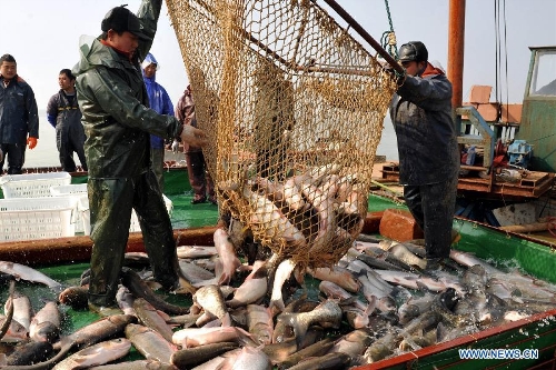 People fish on the Junshan Lake in Jinxian County, east China's Jiangxi Province, Jan. 10, 2013. The winter fish harvest of the lake began on Thursday and more than 60,000 kilograms of fish were caught on the first day. (Xinhua/Wan Chaohui)  