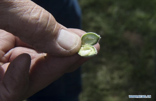 A farmer displays a green almond on a farm in Modesto, California, the United States, on March 19, 2013. In the U.S., almonds production is mainly concentrated in California with an output of 916,000 tons in 2011/12, about 11 percent of which were exported to China. (Xinhua/Yang Lei) 