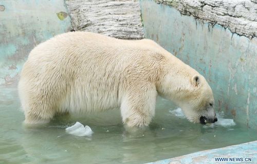 A polar bear eats an ice cake to avoid a sustained hot weather in Dalian Forest Zoo of Dalian city, Northeast China's Liaoning Province, August 13, 2012. Photo: Xinhua
