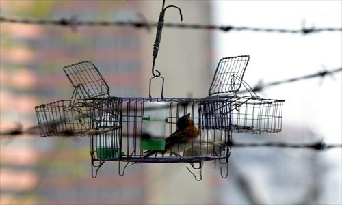 Activists plea for bird trap sales ban - Global Times