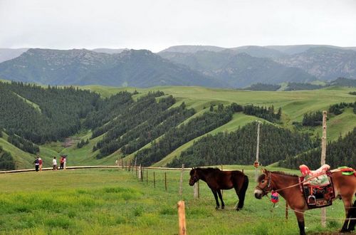 Tourists visit a forest and grass area in the Yugur Autonomous County of Sunan, Northwest China's Gansu Province, July 23, 2012. Gansu's Sunan County has become a populous tourists site in recent years, boasting its diversified scenic view, including snow mountains, grasslands, valleys, deserts and lakes. 