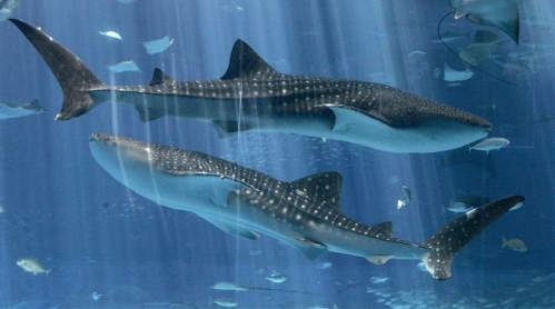 Whale shark(Photo source:gmw.cn)