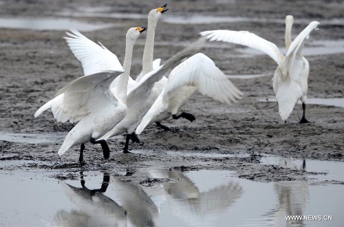 Whooper swans look for food on a wetland in Rongcheng City, east China's Shandong Province, Feb. 2, 2013. Thousands of whooper swans flying from Siberia and Lake Baikal chose to spend winter in Rongcheng thanks to its comfortable ecological environment. (Xinhua/Li Ziheng)  