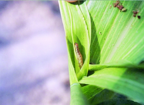 Oriental army worms have been causing damage to crop land in rural areas around Beijing after the recent heavy rainstorms. Farmers are attempting to combat the pests. Photo: chinamaize.com.cn.