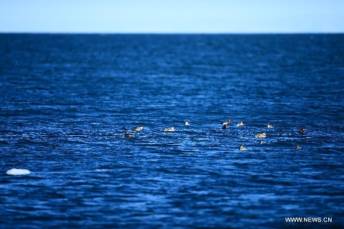 Birds play in the Qinghai Lake in Xining, capital of northwest China's Qinghai Province, Dec. 13, 2012. With investment and protection from State Government and Qinghai government, the level of Qinghai lake continues to rise and the area of the lake has been increasing year after year. Qinghai Lake covered an area of 4,317 square kilometers in 2008, which increased 4,354 square kilometers in 2012. The growth equals 6 times the area of West Lake, a famous lake in east China's Zhejiang Province. (Xinhua/Zhang Hongxiang) 