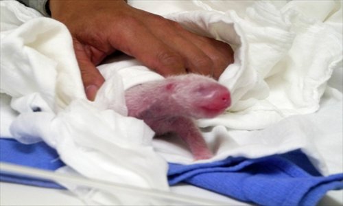 A newly-born cub of giant panda Yuan Yuan is looked after by zookeepers in an incubator at Taipei Zoo in Taipei. A female giant panda donated by the Chinese mainland to Taiwan four years ago gave birth to a cub after being artificially inseminated, the Taipei city government said. Photo: IC