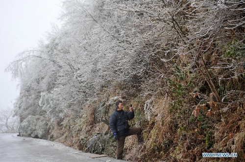 A visitor takes pictures of the branches with icicles on Mao'er Mountain in Guilin, south China's Guangxi Zhuang Autonomous Region, Jan. 7, 2013. (Xinhua/Lu Bo'an)  