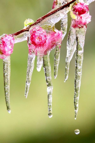 Photo taken on April 8, 2013 shows icicles on plum blossoms in Hami, northwest China's Xinjiang Uygur Autonomous Region. Icicles are seen on tree branches and blossoms in Haimi due to sharp drop of temperature. (Xinhua/Cai Zengle) 