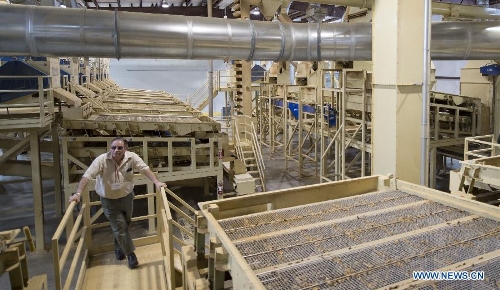 Farmer Dick Braden walks past facilities at his almond processing plant in Modesto, California, the United States, on March 19, 2013. In the U.S., almonds production is mainly concentrated in California with an output of 916,000 tons in 2011/12, about 11 percent of which were exported to China. (Xinhua/Yang Lei) 