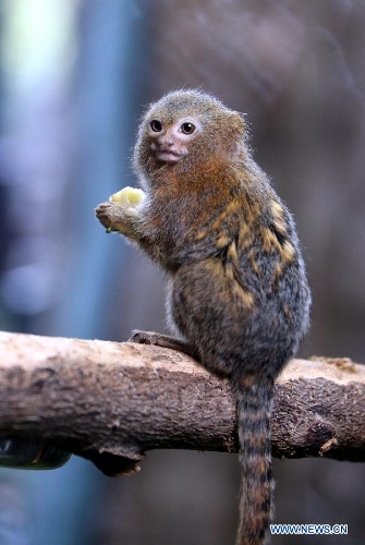 Photo taken on Jan. 10, 2013 shows a marmoset at Ocean Park in Hong Kong, south China. (Xinhua/Li Peng)