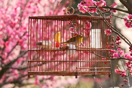 Photo taken on March 2, 2013 shows a bird in cage hang from a plum tree at the Gulin Park in Nanjing, capital of east China's Jiangsu Province. (Xinhua/Wang Xin) 