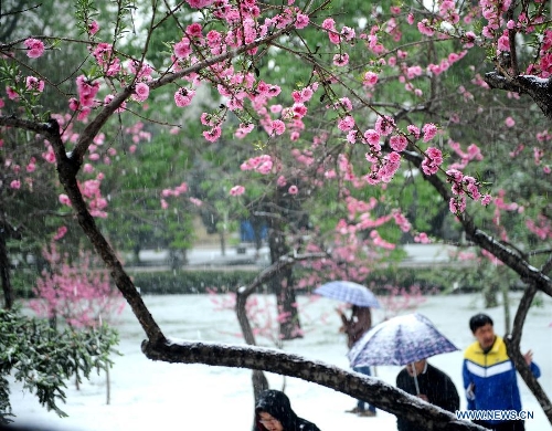 Photo taken on April 19, 2013 shows peach blossom in snow in Taiyuan, capital of north China's Shanxi Province. The city witnessed a snowfall on Friday. (Xinhua/Yan Yan)